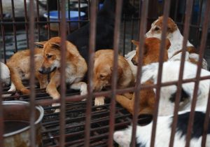 Kesejahteraan Hewan di Vietnam